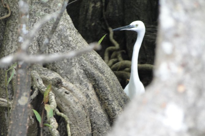 Bentota River Safari - Key Points