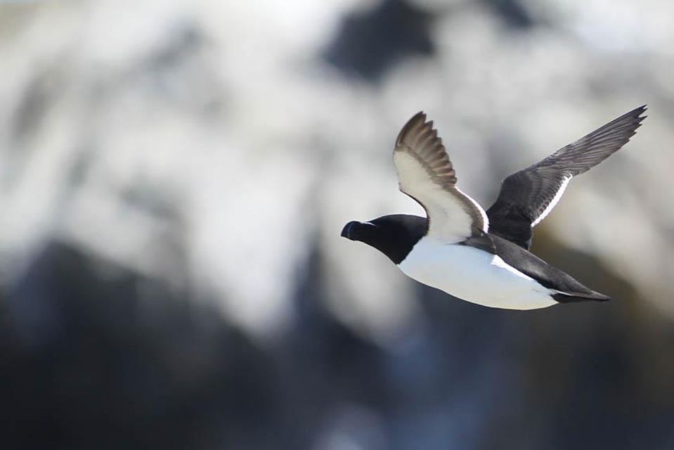 Berthier-sur-Mer: Razorbill Penguin Observation Cruise - Key Points