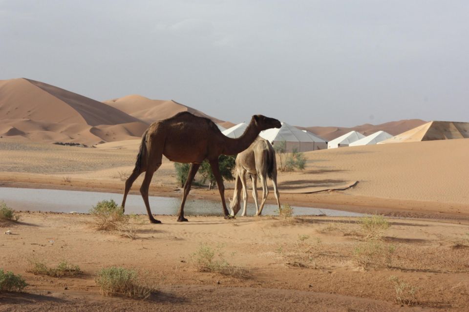 Best 4 Day Desert Round Tour From Marrakech - Key Points