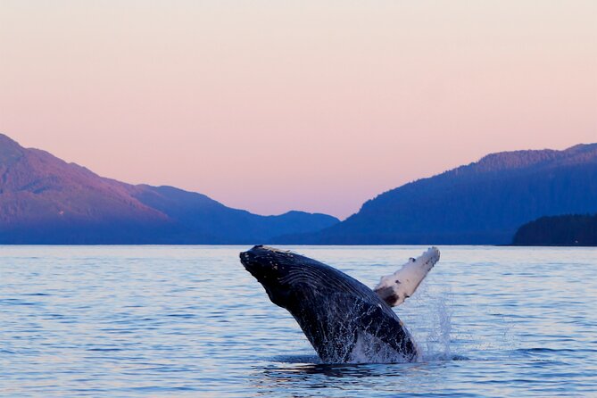 Best Whale Watching and Wildlife Shore Excursion in Sitka - Key Points
