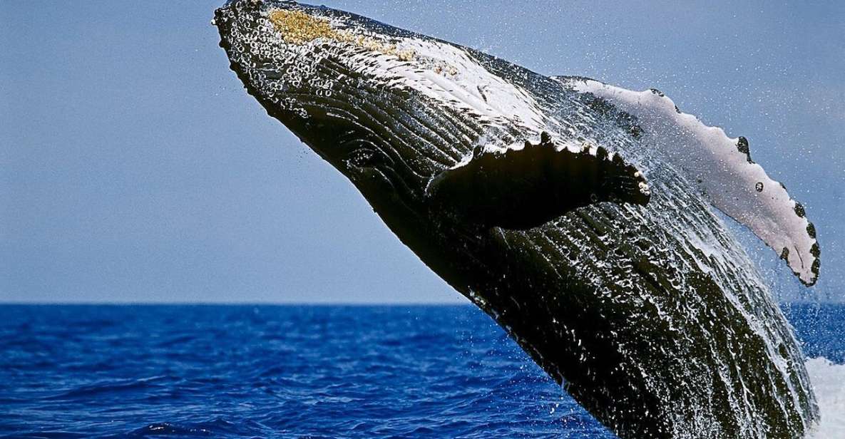 Big Island: Kona Whale Watching Tour - Key Points