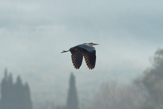Bird Photography in the Gialova Lagoon - Best Time to Capture Avian Beauty