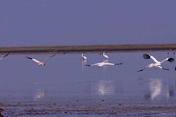 Bird Watching Tour at Wucheng Poyang Lake Nature Reserve From Nanchang - Key Points