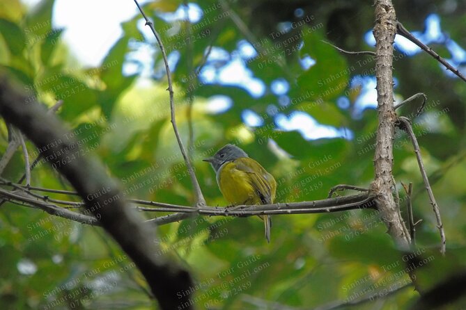Bird Watching Tours in Sinharaja Rain Forest - Key Points