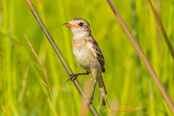 Birding and Nature Chaco Tour - Key Points