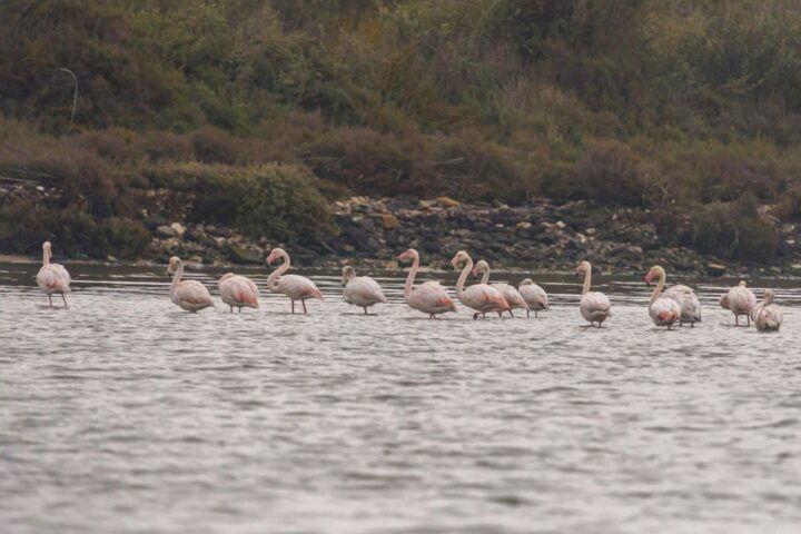 Birdwatching Boat Tour in the Tagus Estuary - Key Points