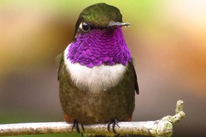 Birdwatching Day in Chingaza and Observatorio De Colibries - Key Points