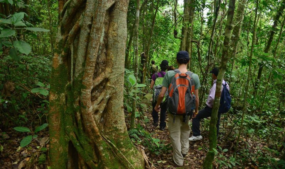 Birdwatching Day Tour at Chicaque Natural Park - Key Points