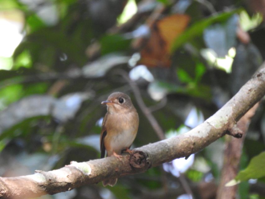 Birdwatching in Kochi - Key Points