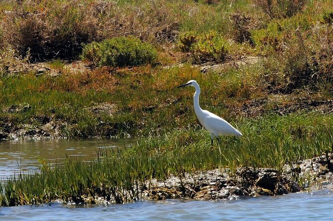 Birdwatching in Ria Formosa - Eco Boat Tour From Faro - Booking Information