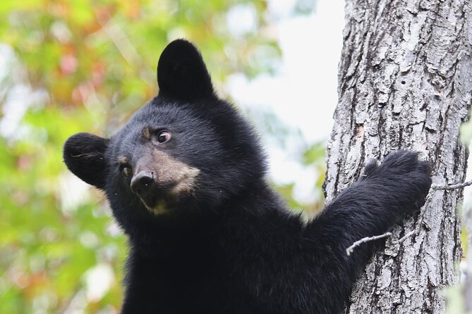 BLACK BEAR VIEWING AND WALKING AT OUTDOOR CTRS CANYON - Saguenay Guided Tours - Key Points