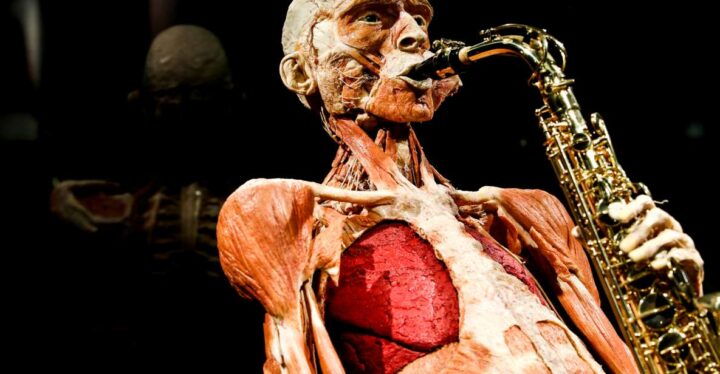 Body Worlds Amsterdam: The Happiness Project Ticket - Key Points