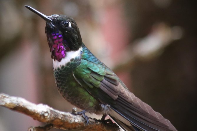 Bogota, Colombia Hummingbird Observatory Tour  - Bogotá - Itinerary