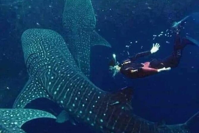 Bohol Whale Shark Encounter - Key Points