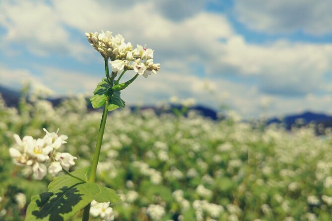 Bongpyeong Buckwheat Flower FestivalPyeongchang Zinnia Festival - Key Points