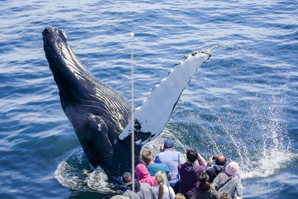 Boston: Whale Watching Catamaran Cruise - Key Points