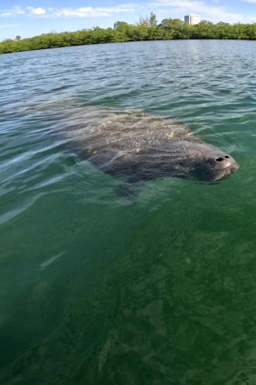 Bradenton: Guided Pedal Kayak Tour - Key Points