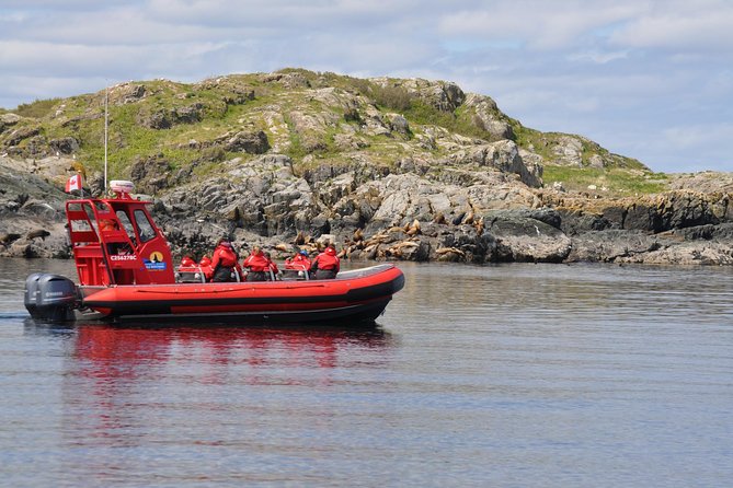 British Columbia: Salish Sea Half-Day Whale and Wildlife Tour  - Vancouver Island - Key Points