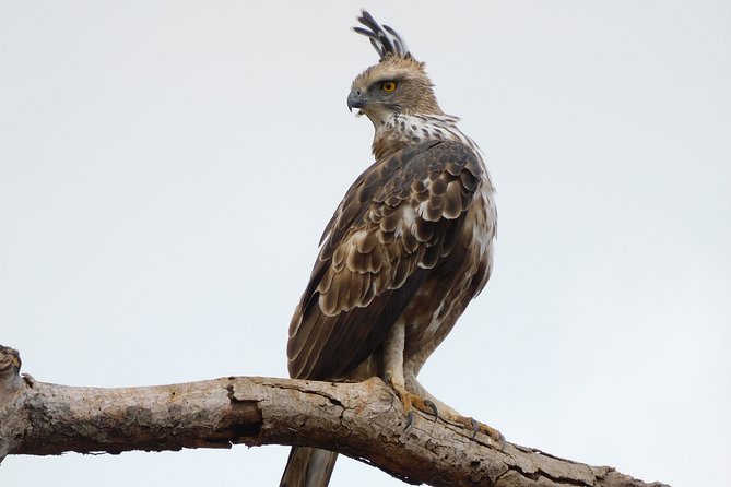 Bundala National Park Safari (5 Hours) PRIVATE TOURS - 2 Sessions - Key Points