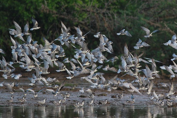 Bundala National Park Small-Group Half-Day Tour  - Yala National Park - Key Points