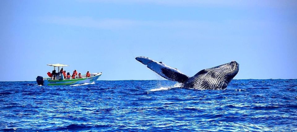 Cabo: 2-Hour Whale Watching Boat Ride With Free Pictures - Key Points