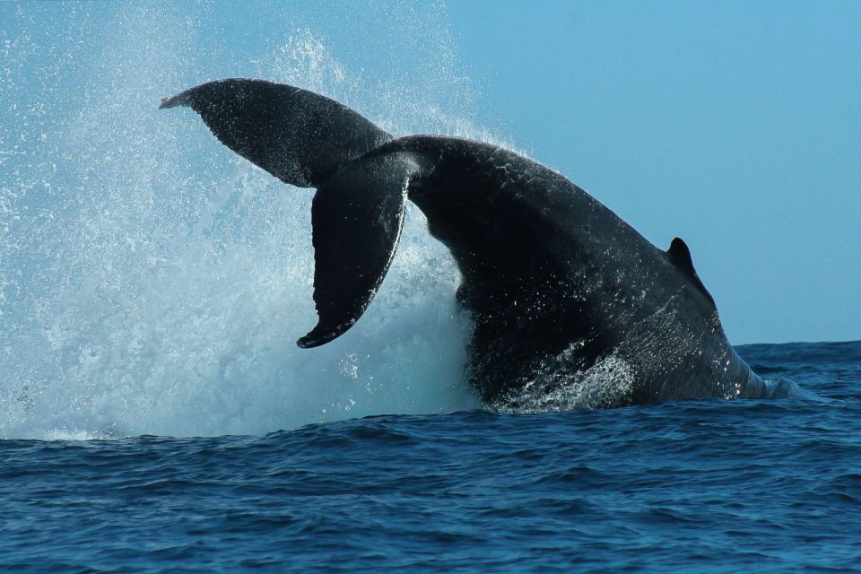 cabo san lucas 2 hour whale watching adventure Cabo San Lucas: 2-Hour Whale Watching Adventure