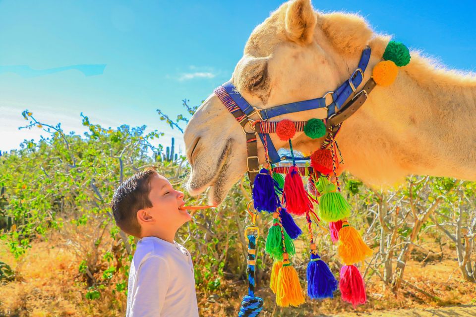 Cabo San Lucas: Camel Safari Tour With Lunch and Tequila - Key Points