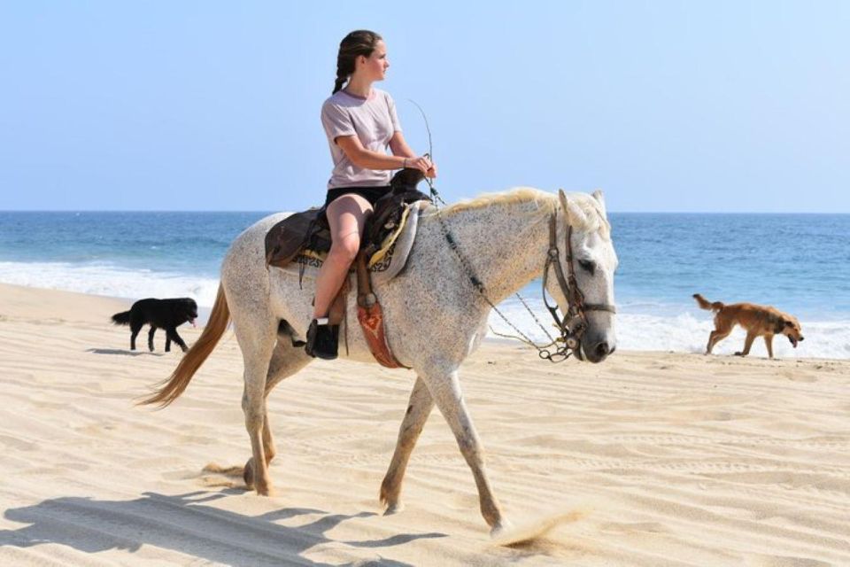 Cabo San Lucas: Desert ATV & Beach Horseback Combo - Key Points