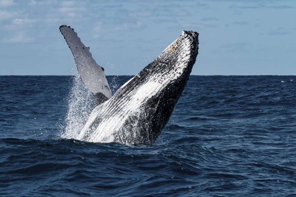 Cabo San Lucas: Humpback Whale Watching Experience - Key Points