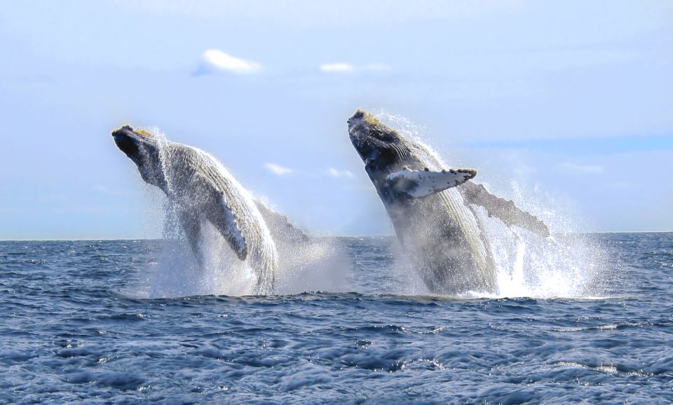 Cabo San Lucas: Luxury Catamaran Whale Watching Experience - Key Points