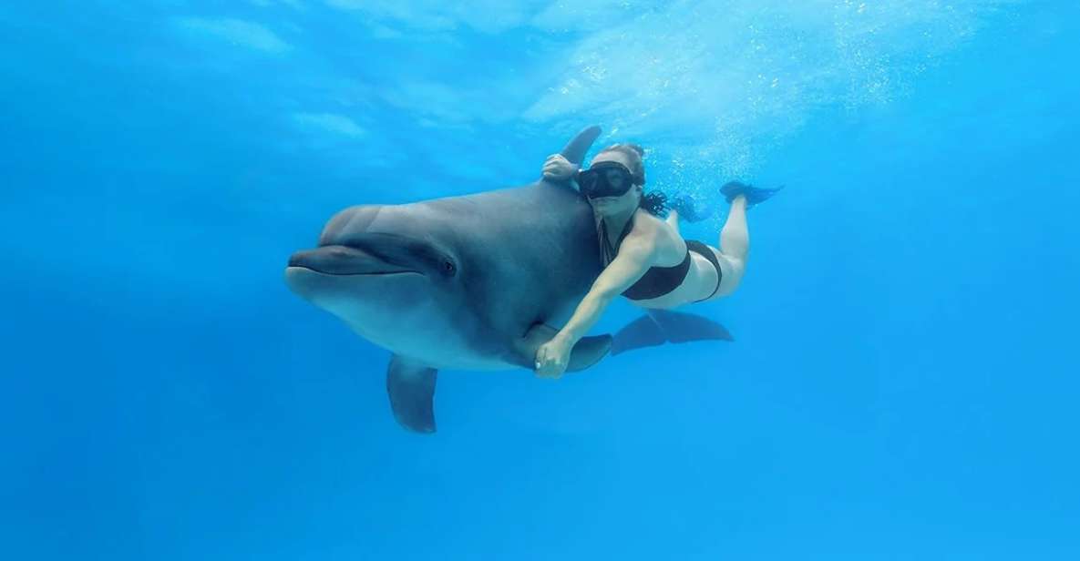 Cabo San Lucas: Swim Excursion With Dolphin Interaction - Key Points