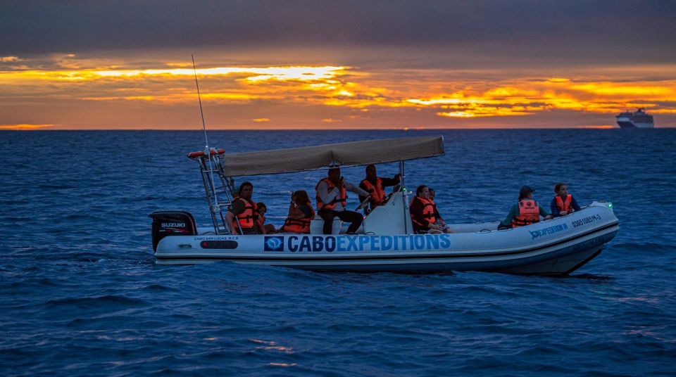 Cabo San Lucas: Up Close Whale Watching Small Group Tour - Key Points