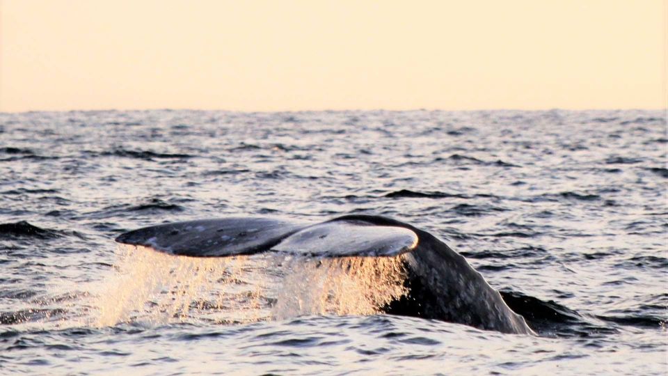 Cabo San Lucas: Whale Watching Experience on Catamaran - Key Points