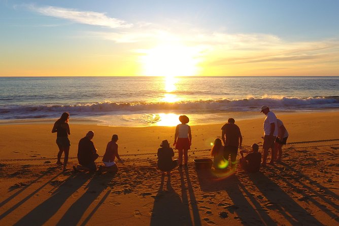 Cabo Sea Turtles Release With Marine Biologist  - Cabo San Lucas - Key Points