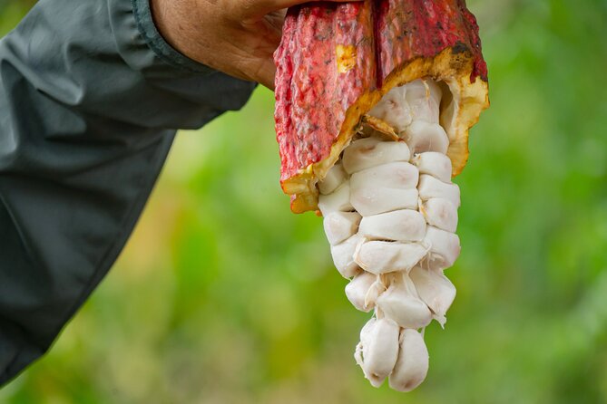 Cacao Farm Excursion Day Trip From Guayaquil - Tour Details