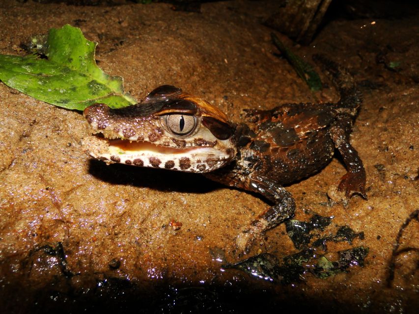 Caimans and Capibara Search on the Tambopata River - Key Points