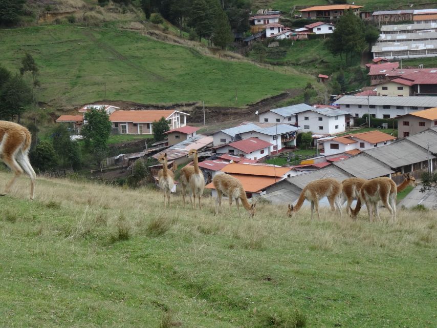 Cajamarca Porcón Farm and Otuzco - Key Points