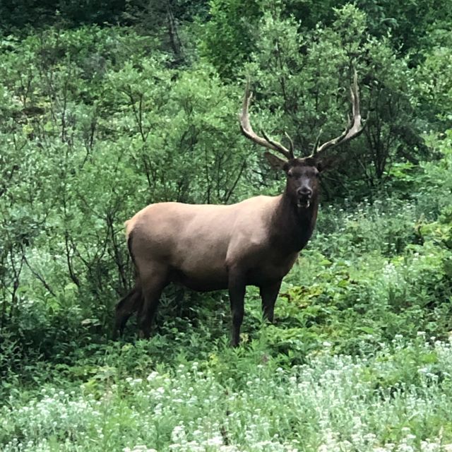 Calgary: Private Transfer to Banff or Canmore - Key Points