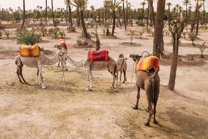 Camel Ride at Sunset in the Palm Grove of Marrakech