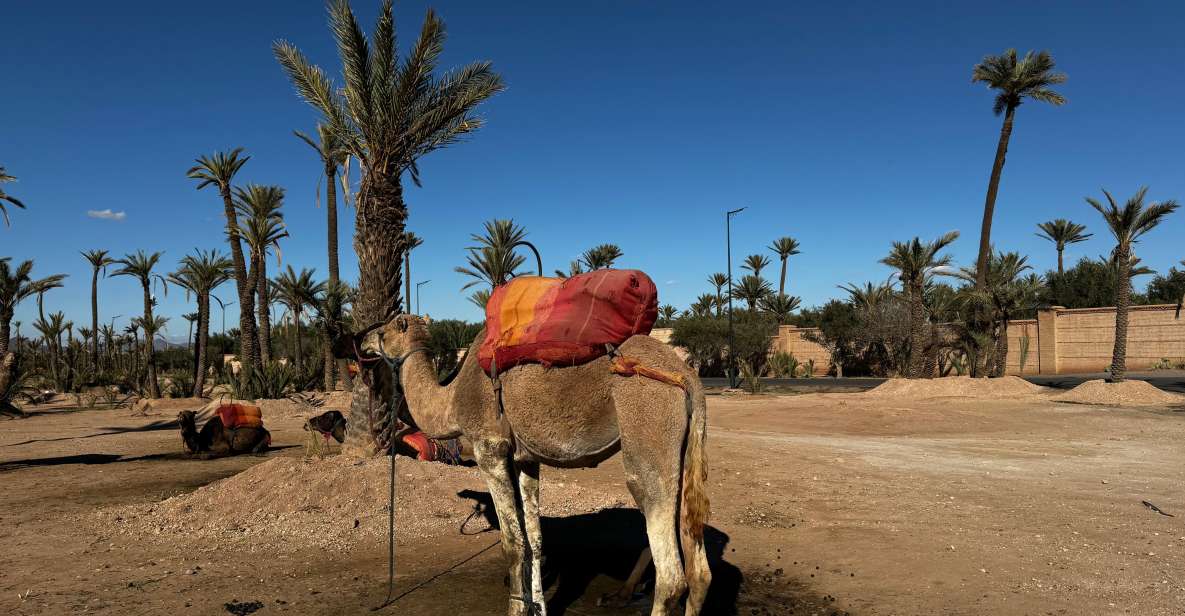 Camel Ride Marrakech With Lunch ( Local Restaurant) - Key Points