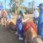 camel ride tour in the palm grove of marrakech Camel Ride Tour in the Palm Grove of Marrakech