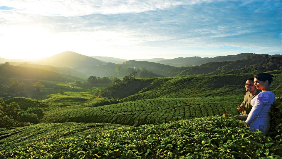 Cameron Highlands 1 Day Tour From Kuala Lumpur - Key Points