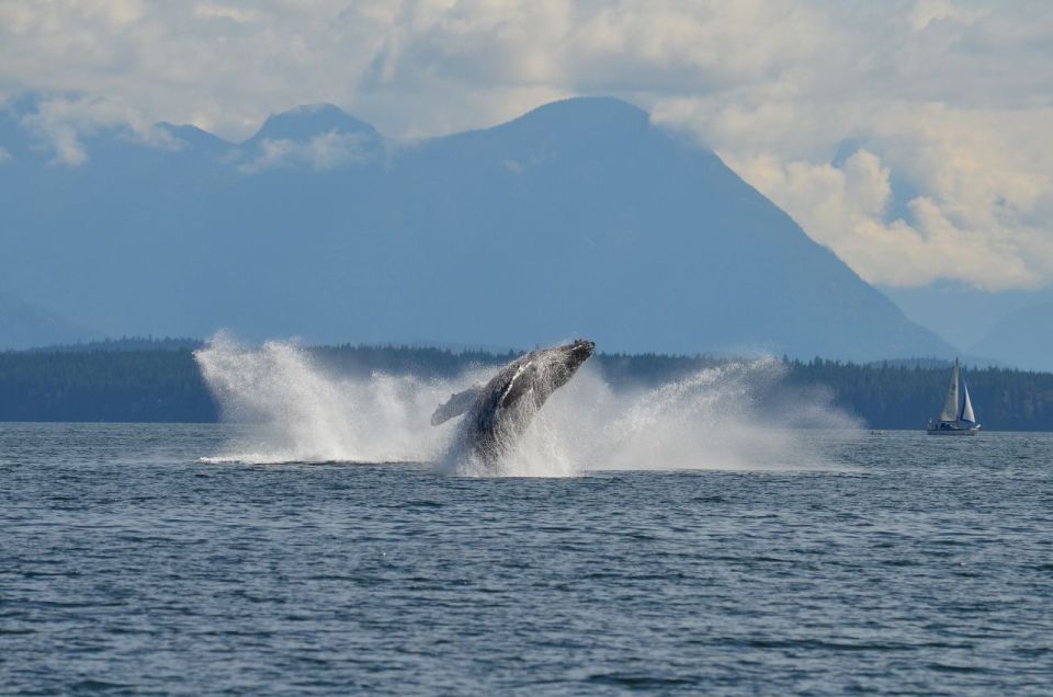 Campbell River: 6-Hour Whale Watching Boat Tour - Key Points