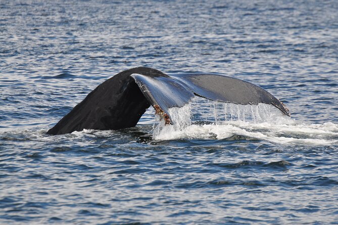 Campbell River Full Day Whale Watching and Kayaking Tour  - Vancouver Island - Booking Details