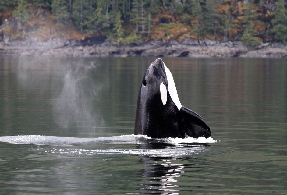 Campbell River: Whale Watching Covered Boat Tour With Lunch - Key Points