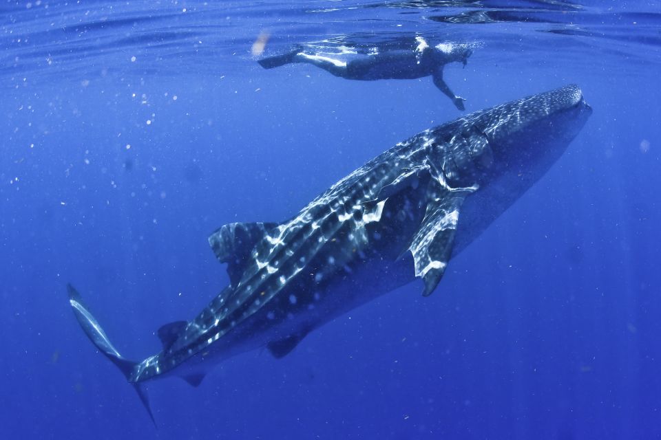 Cancun/Playa Del Carmen: 6-Hour Private Whale Shark Tour - Key Points