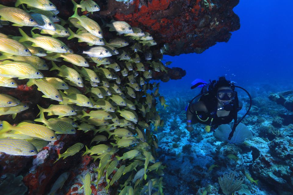 Cancun: Scuba Diving for Beginners, 2 Dives - Key Points