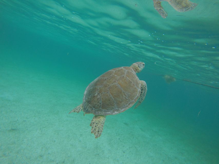 Cancún: Snorkeling With Marine Turtles - Key Points