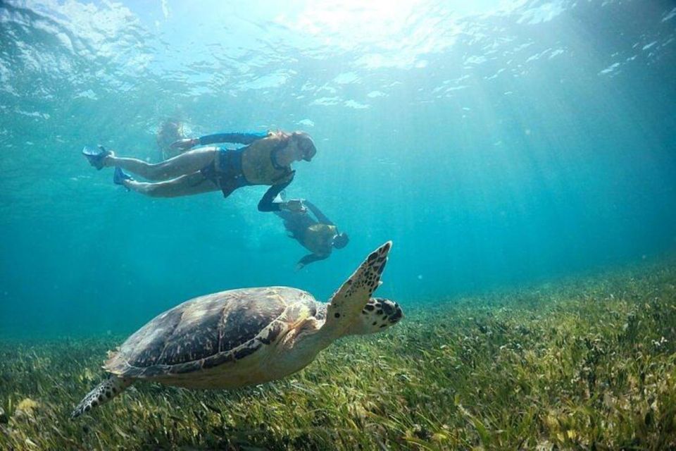 Cancun: Swim With Turtles, Reef, Underwater Museum Tour - Key Points