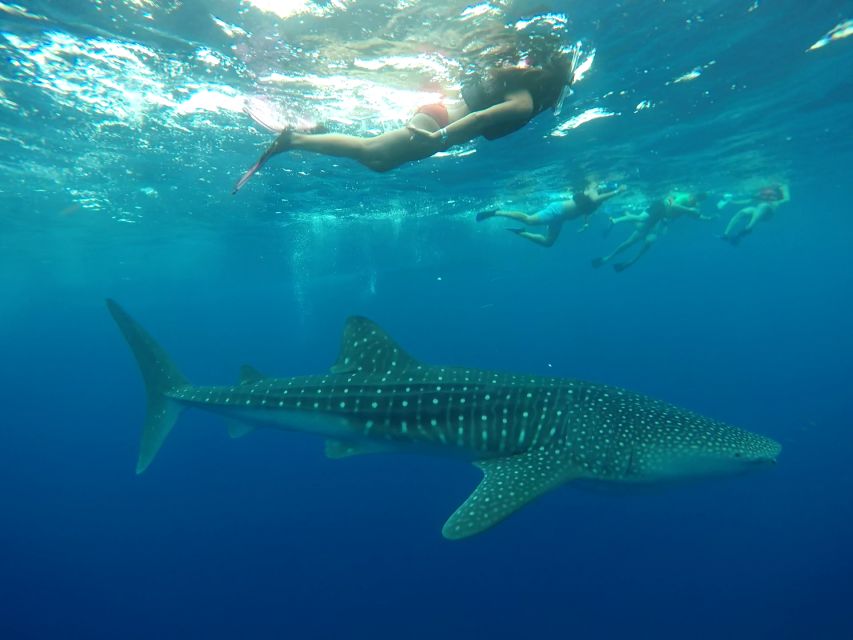 Cancún Whale Shark Tour - Key Points